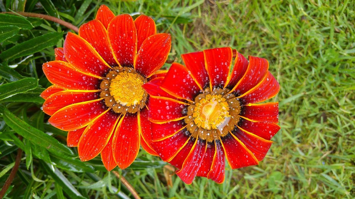 herb protein synergy