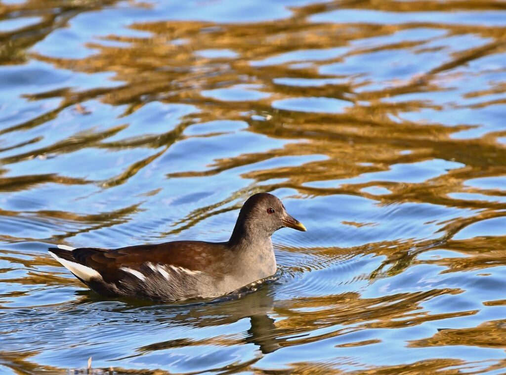 körcsönyei polla nude